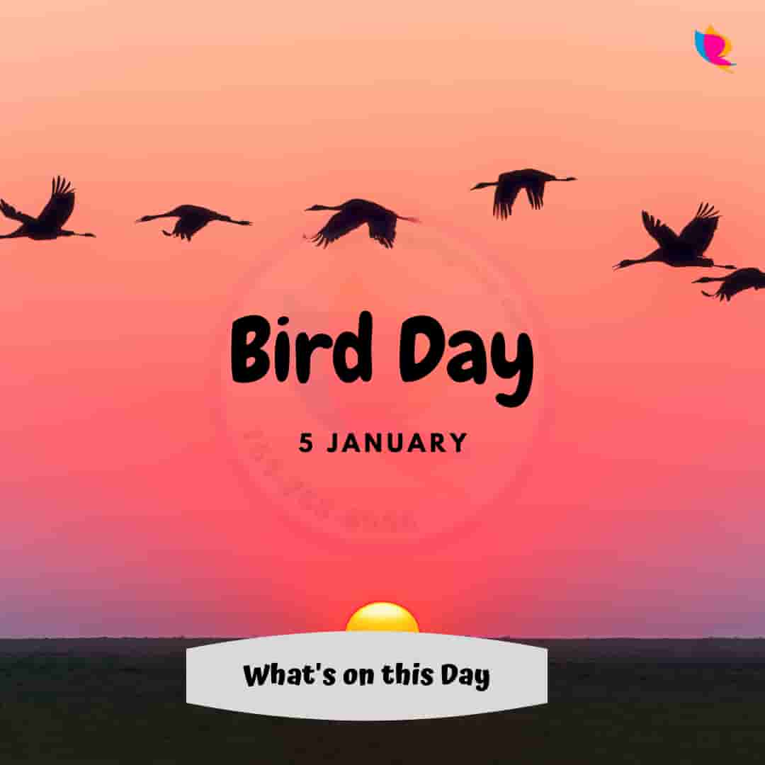 bird day